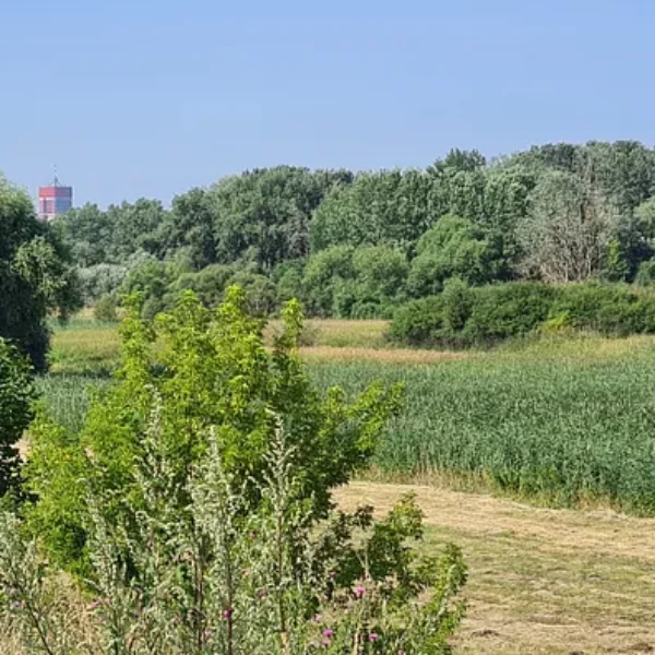 landscape-4